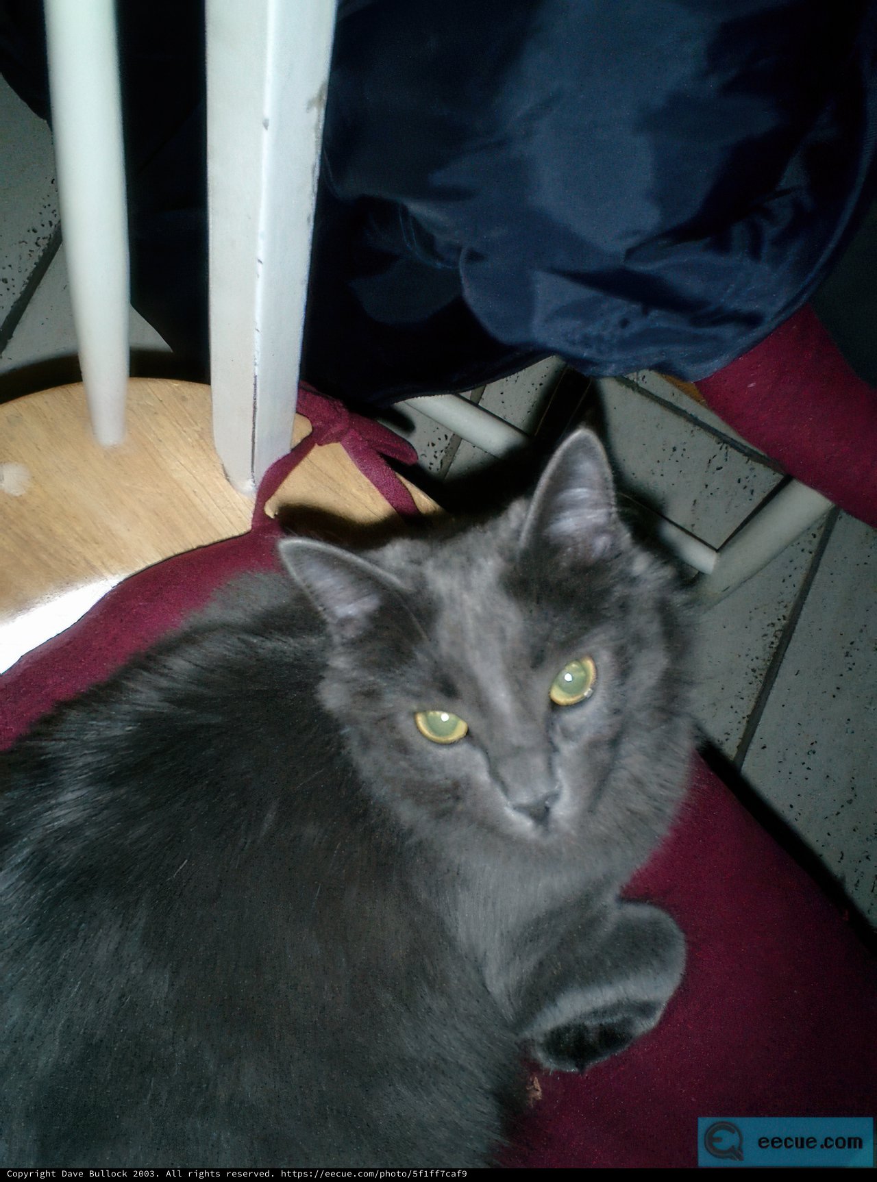 Grey Cat's Throne