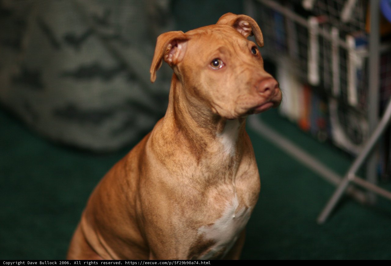 The Pensive Bulldog
