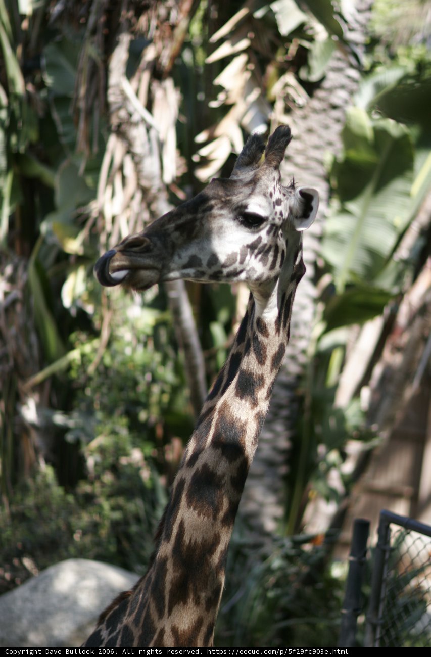 Majestic Giraffe at the Zoo