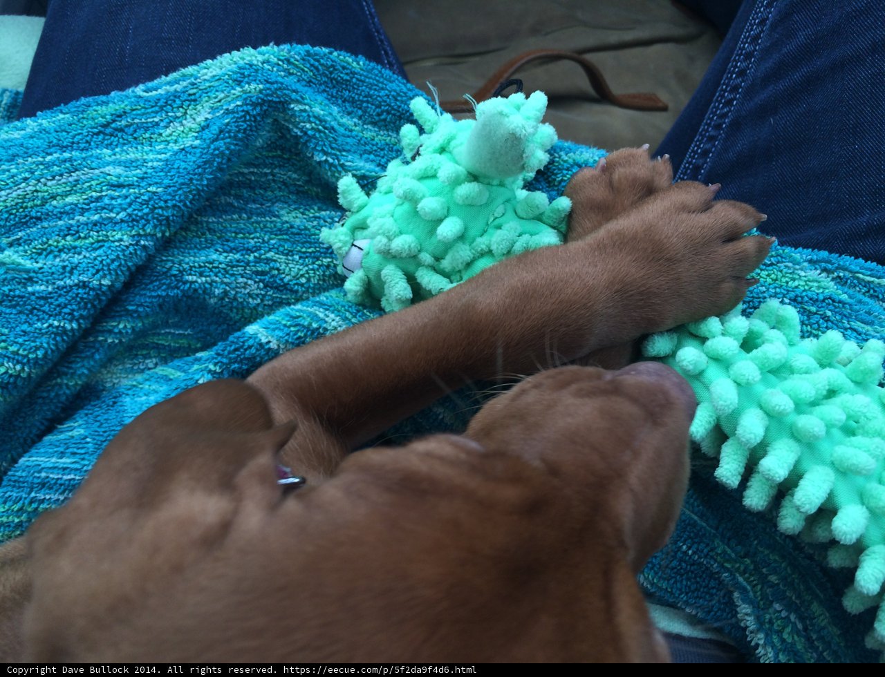 Playtime with Pup
