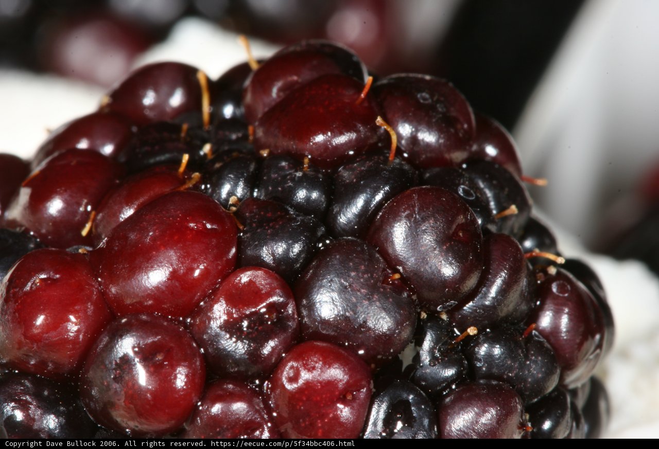 Sweet Blackberry Delight