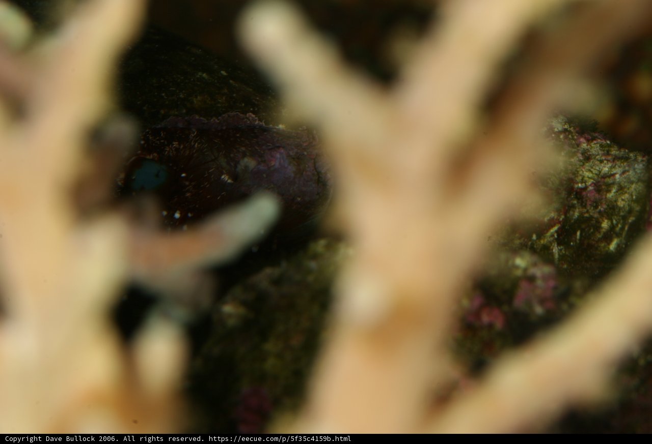 Close Up of Aquatic Plant and Algae Covered Fish
