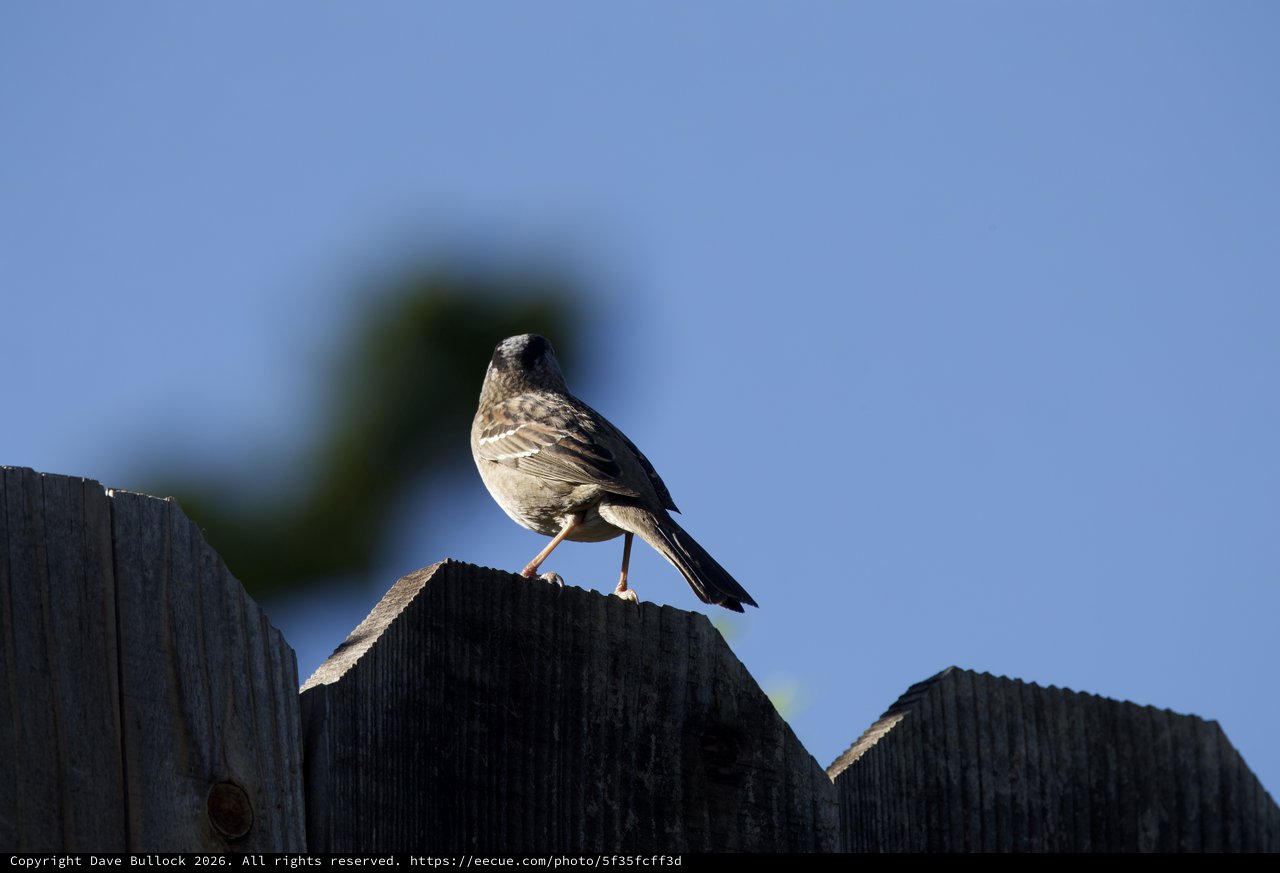 Hooded Oriole Perched on Weathered Wooden Fence