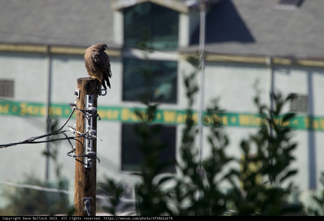 Feathered Sentinel: The Post Perch