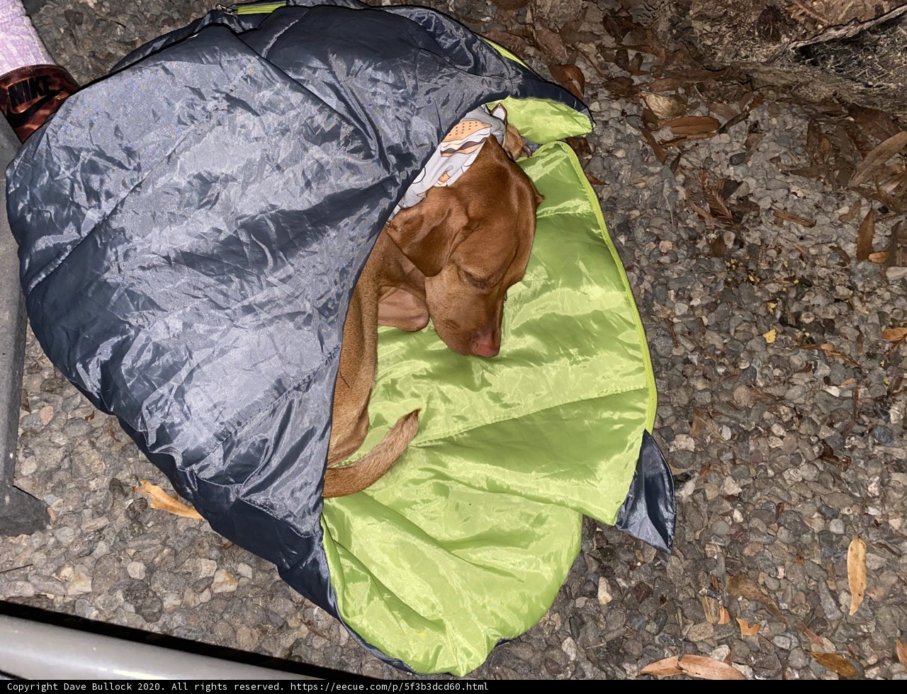 Canine Comfort