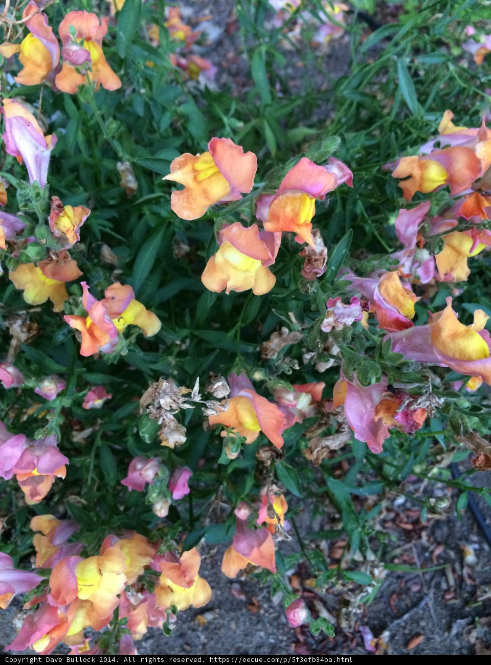 Bursting with Yellow and Orange Petals