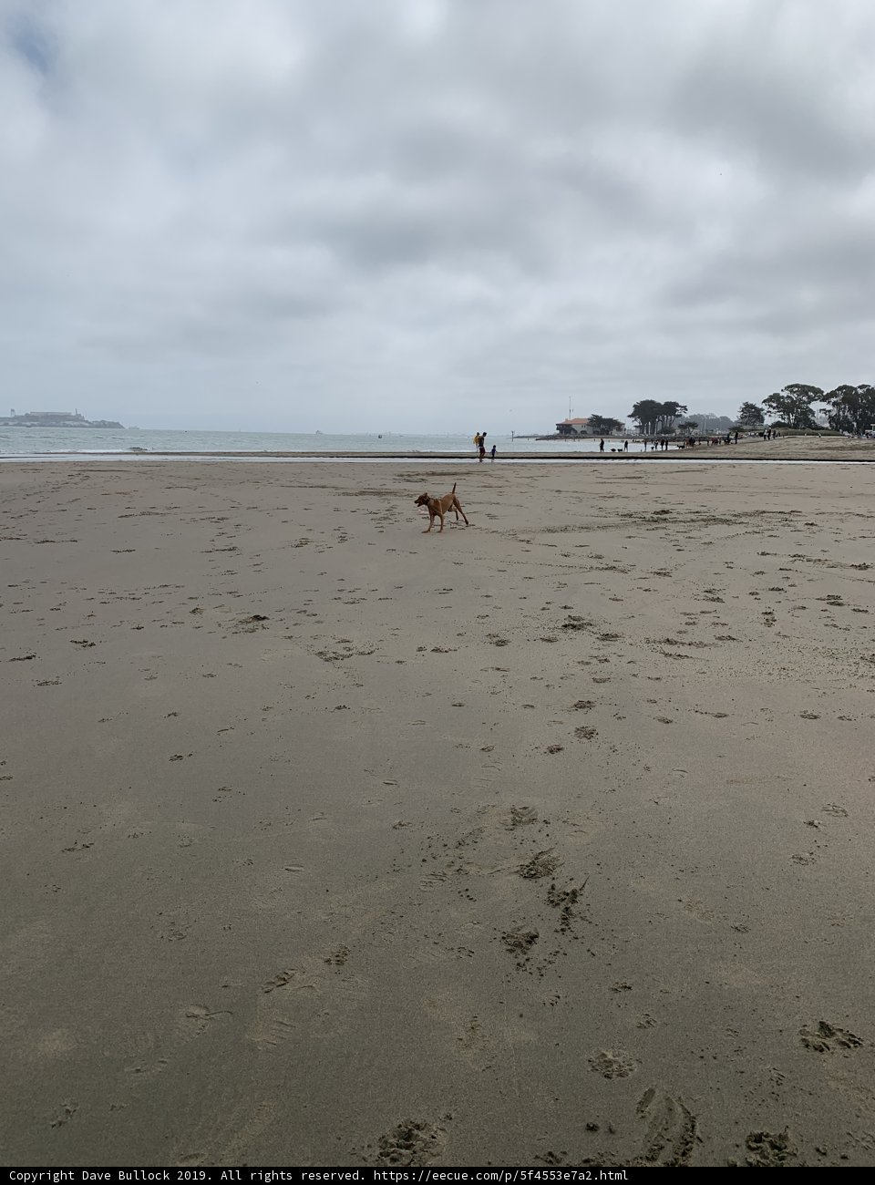 Fun in the Sun with Fido
