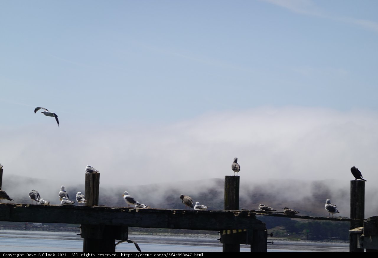 Birds flocking on a waterfront pier