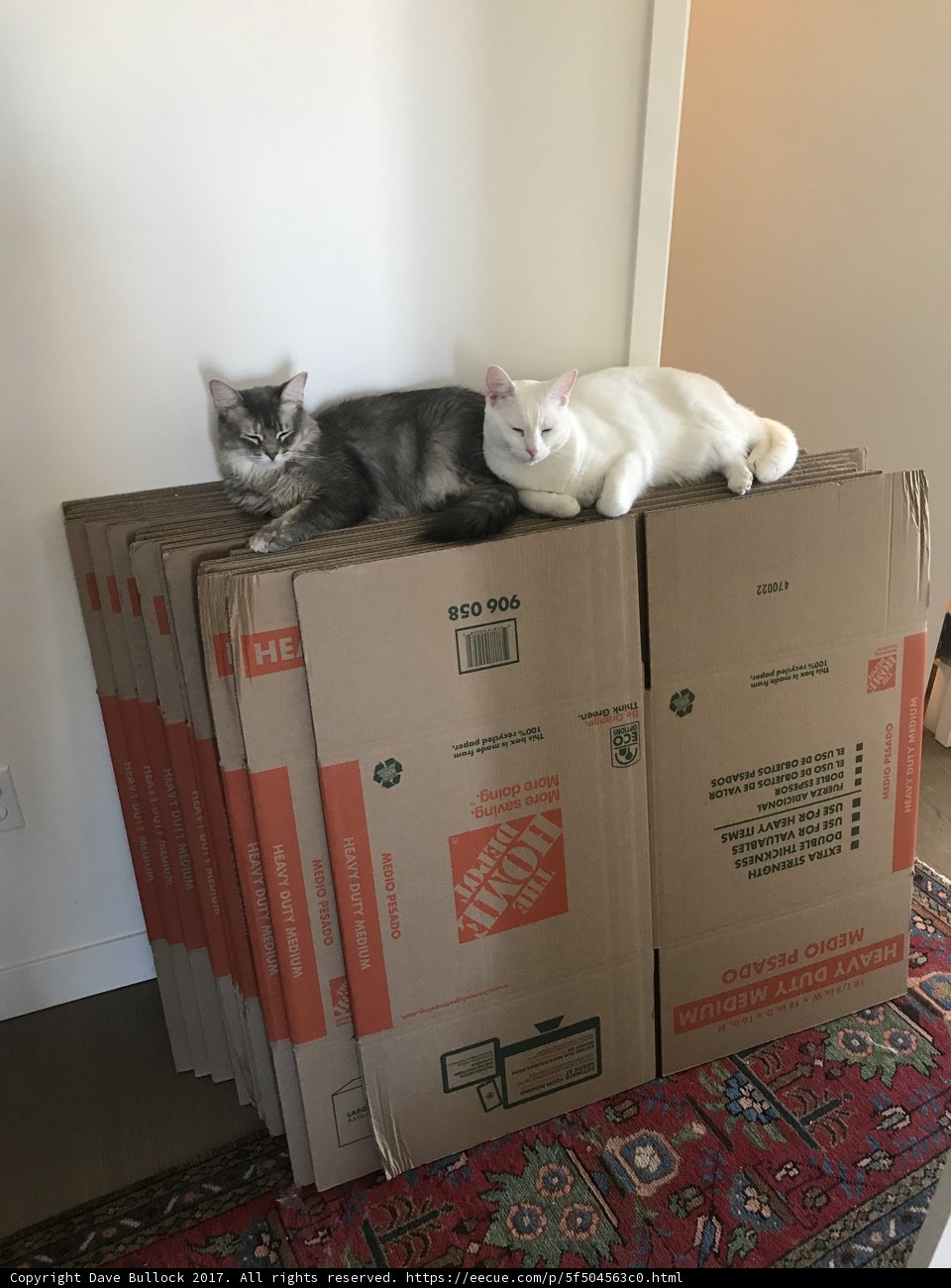 Boxed In: Two Feline Friends Take Over the Living Room
