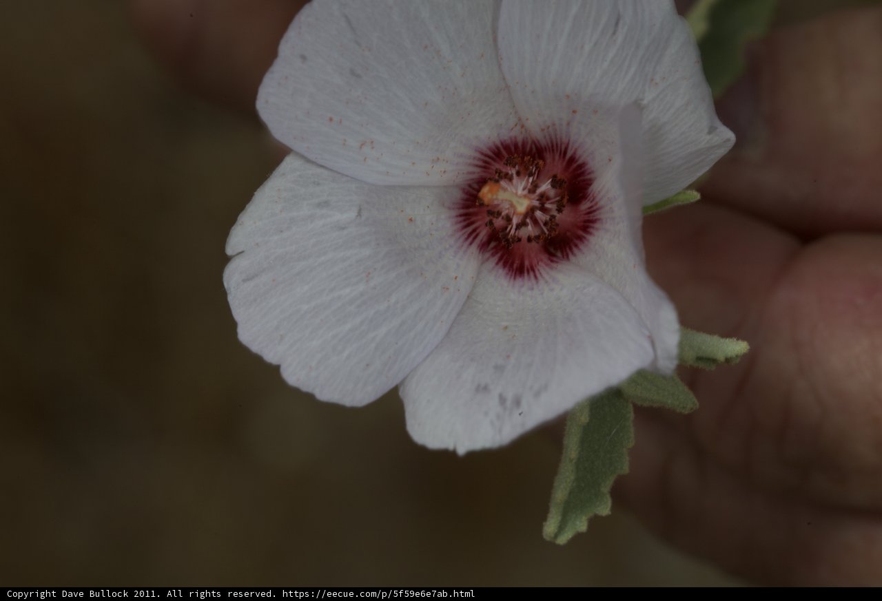 Geranium Flower Close-Up