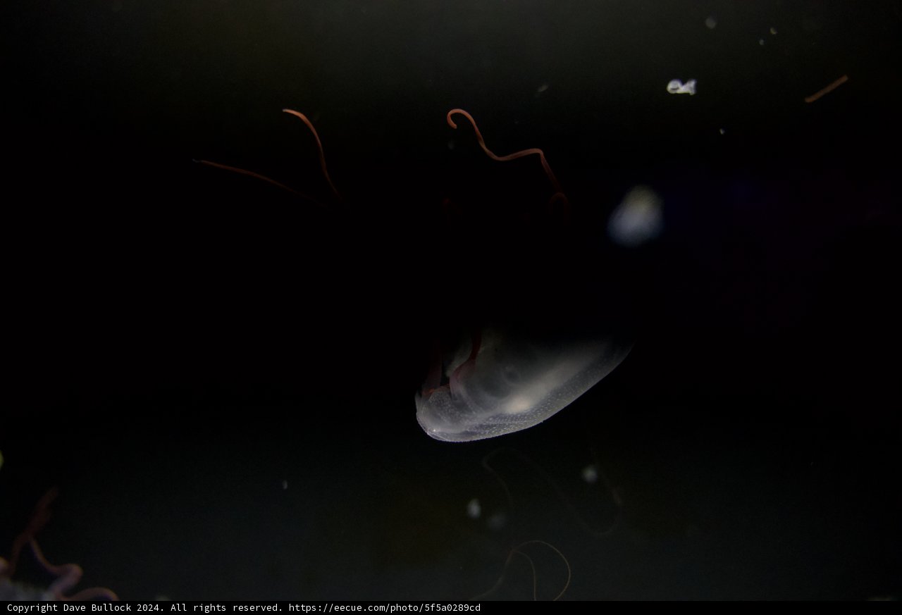 Delicate Dance in the Dark Depths