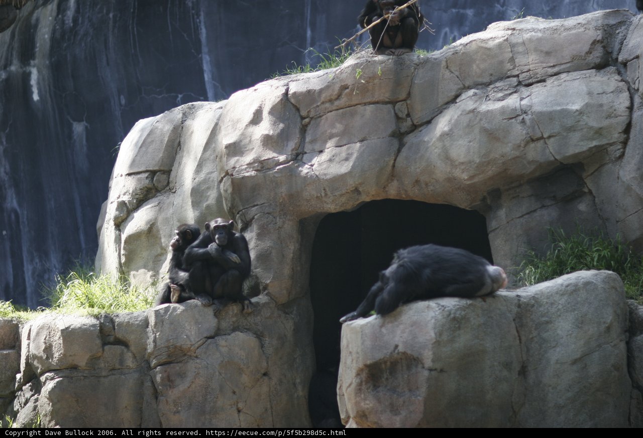 Monkeying around on the rocks