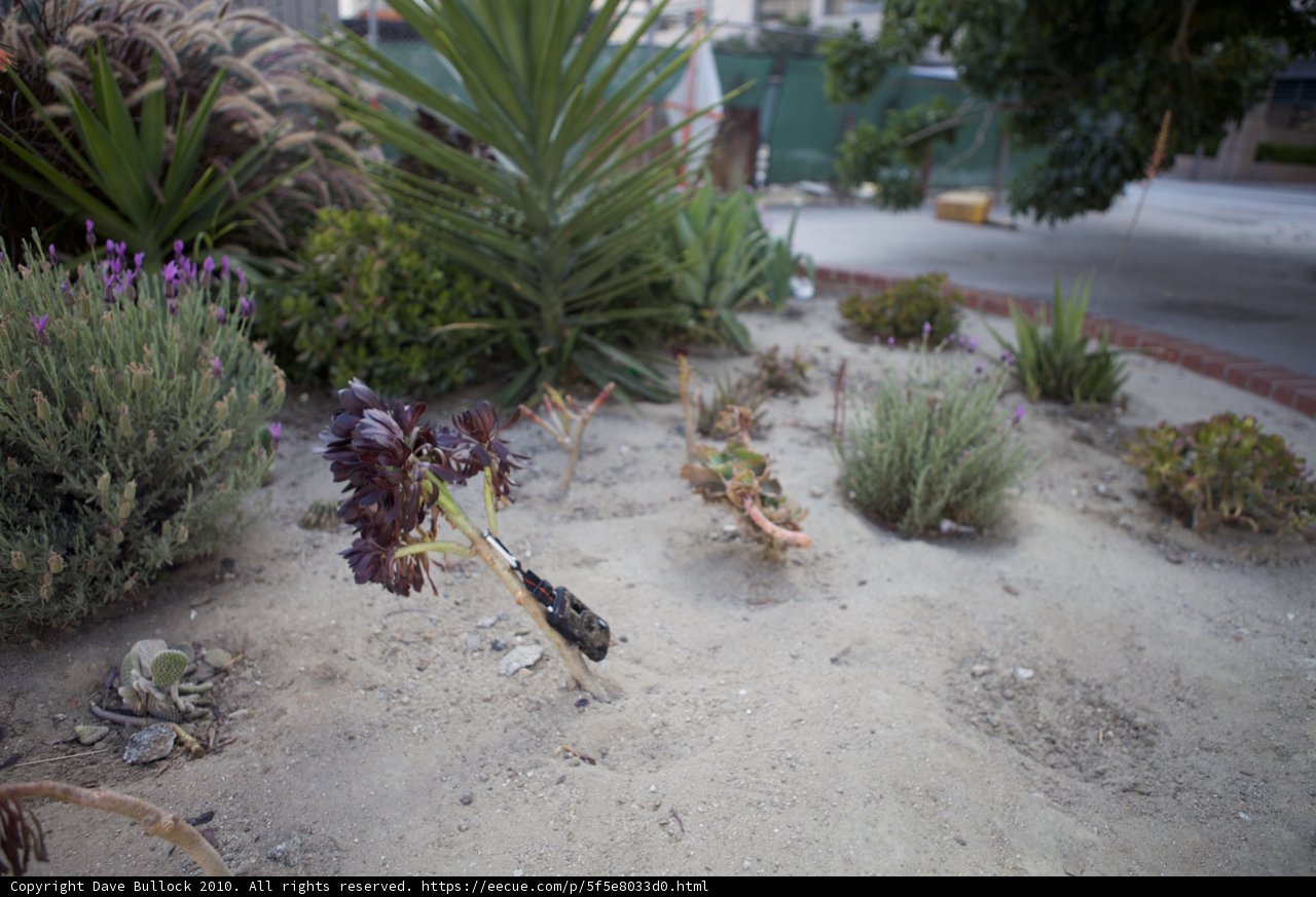 Flowering in the Desert