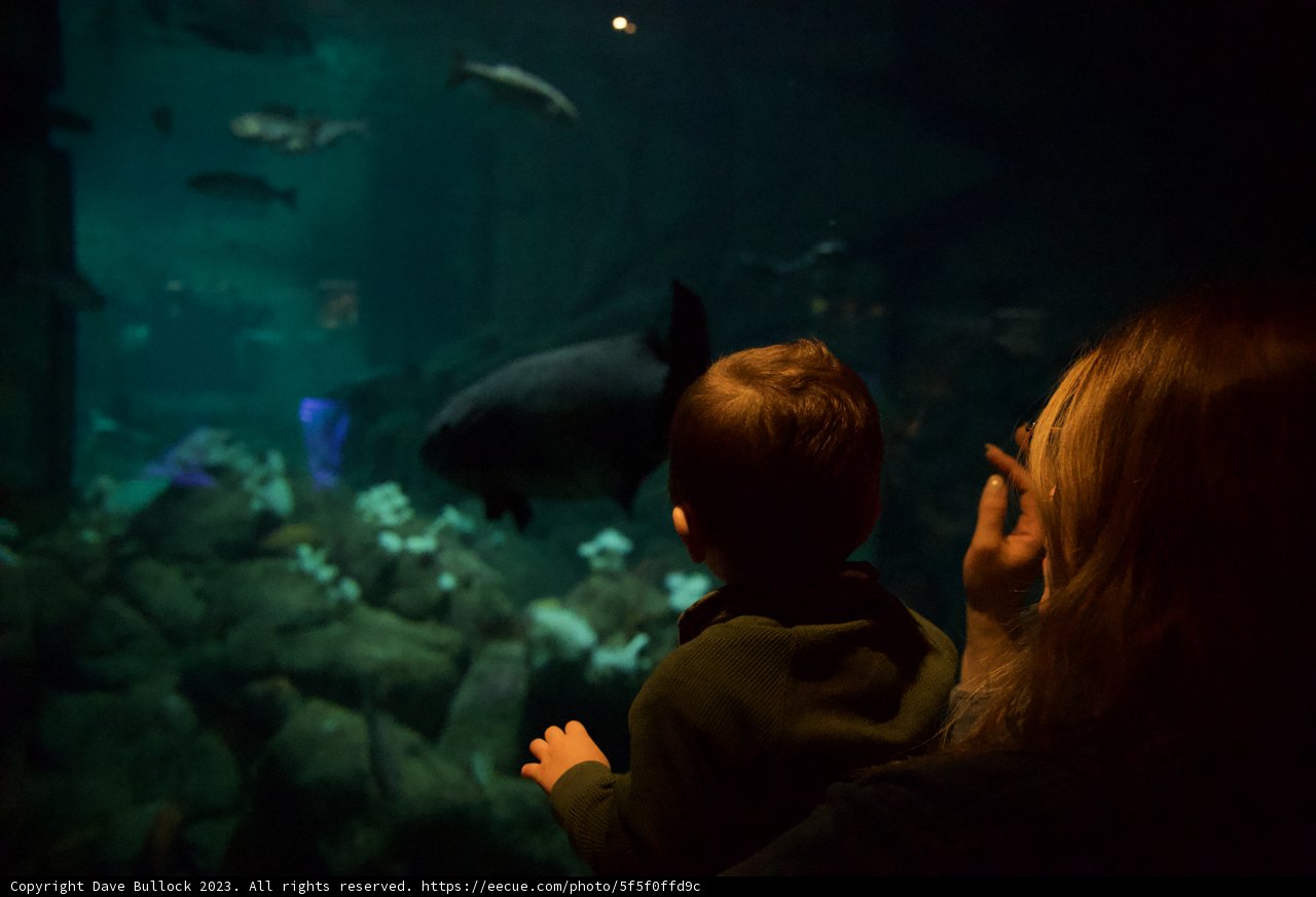 Underwater Wonders at Monterey Bay Aquarium