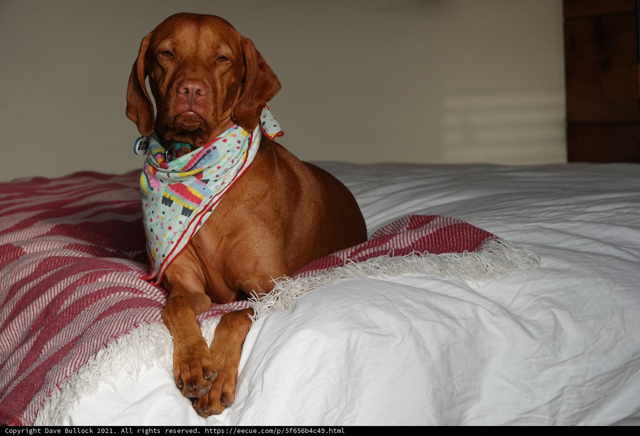 Comfy Canine