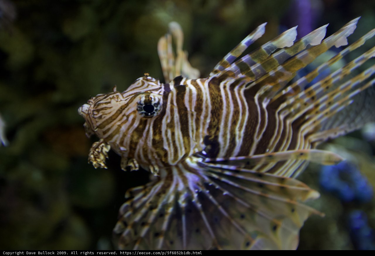 Fierce Lionfish in Aquarium