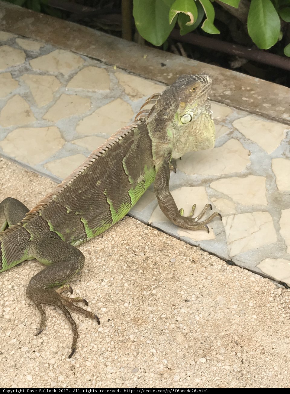 Iguana Sighting Among the Foliage