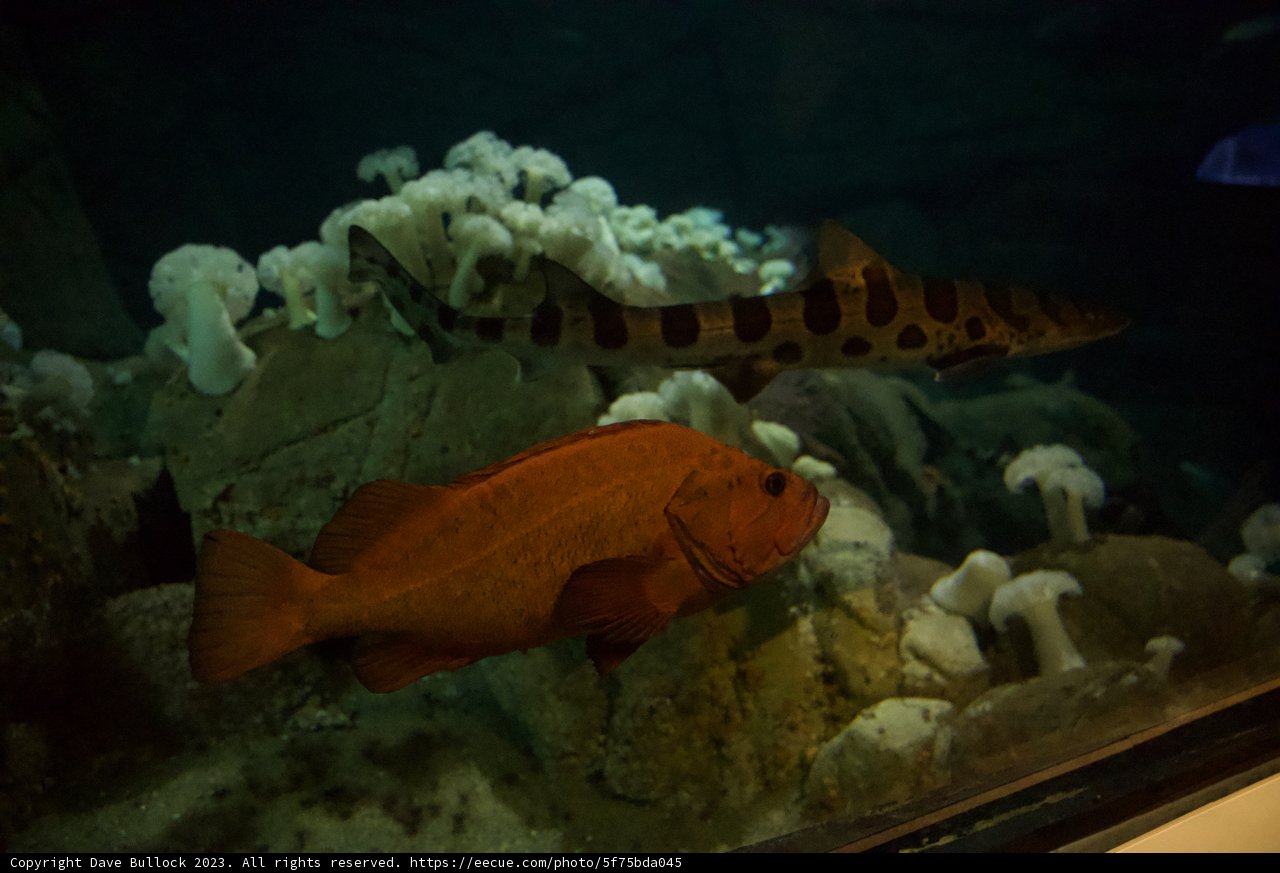 Encounter Underwater: The Monterey Bay Experience