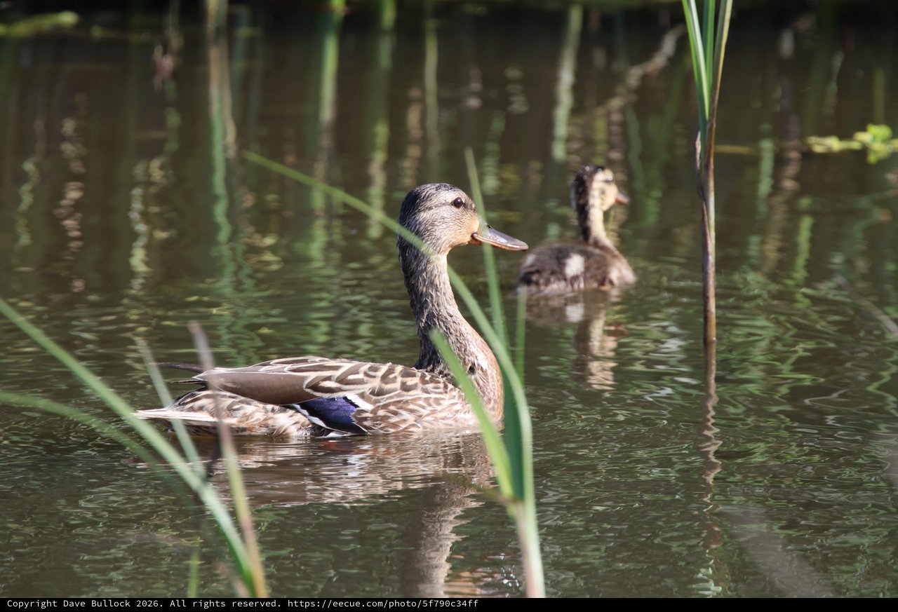 Female Gadwall Duck Swimming in Wetland Habitat