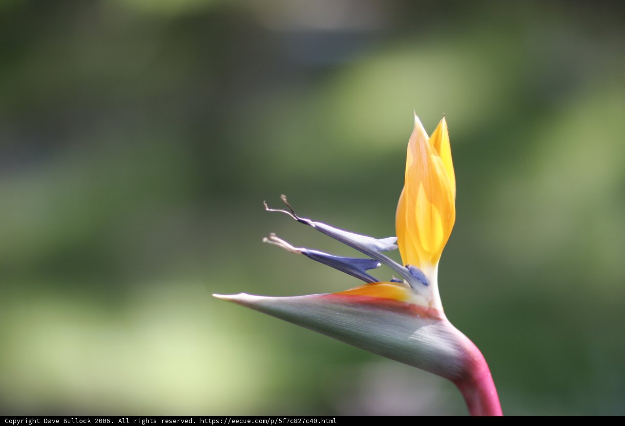 Beauty of the Bird of Paradise