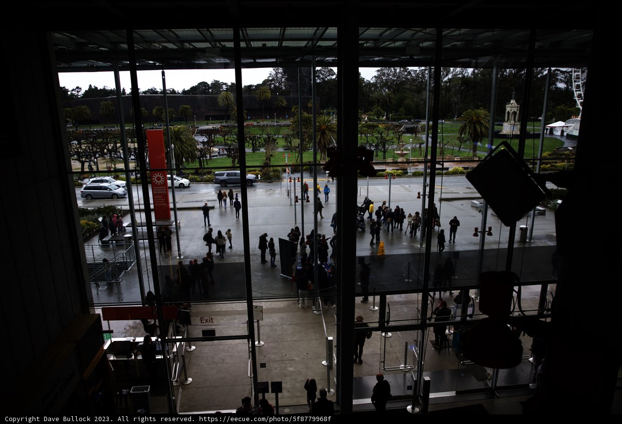 A Bustling Day at the California Academy of Sciences