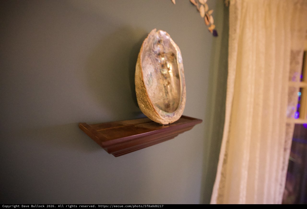Abalone Shell Display on Wooden Shelf