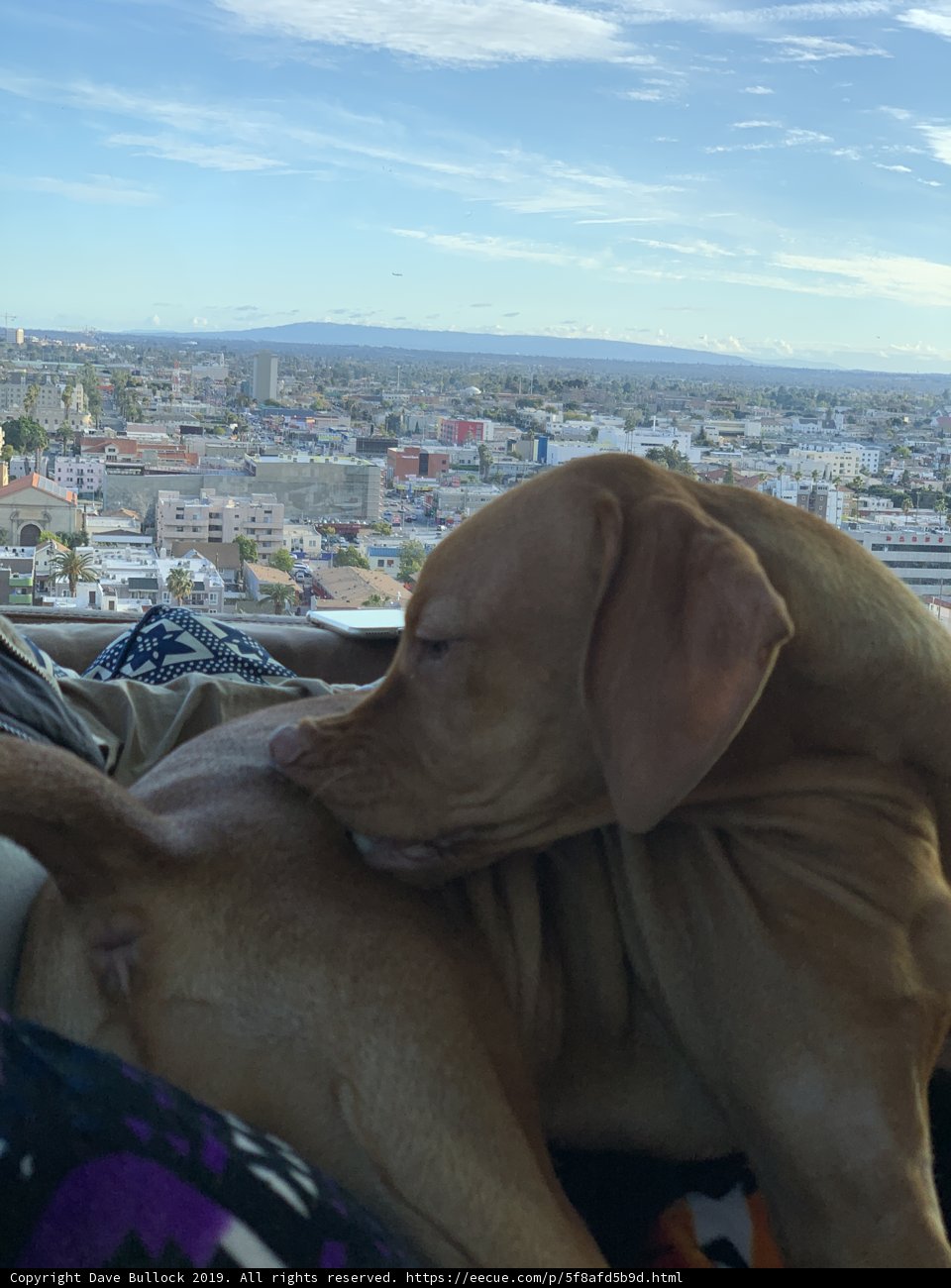 Furry Bed Companion
