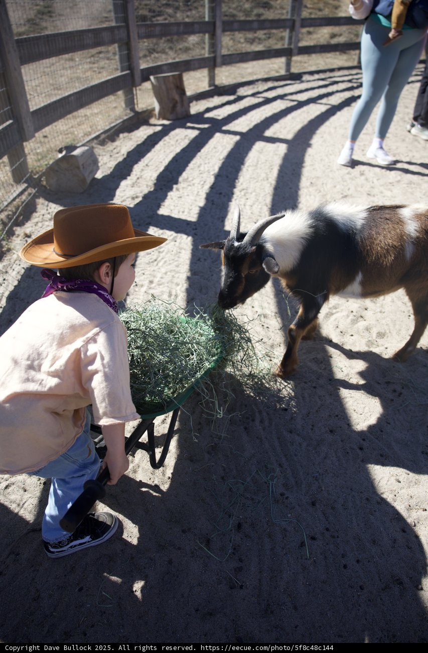 Ranch Adventures: Feeding Time