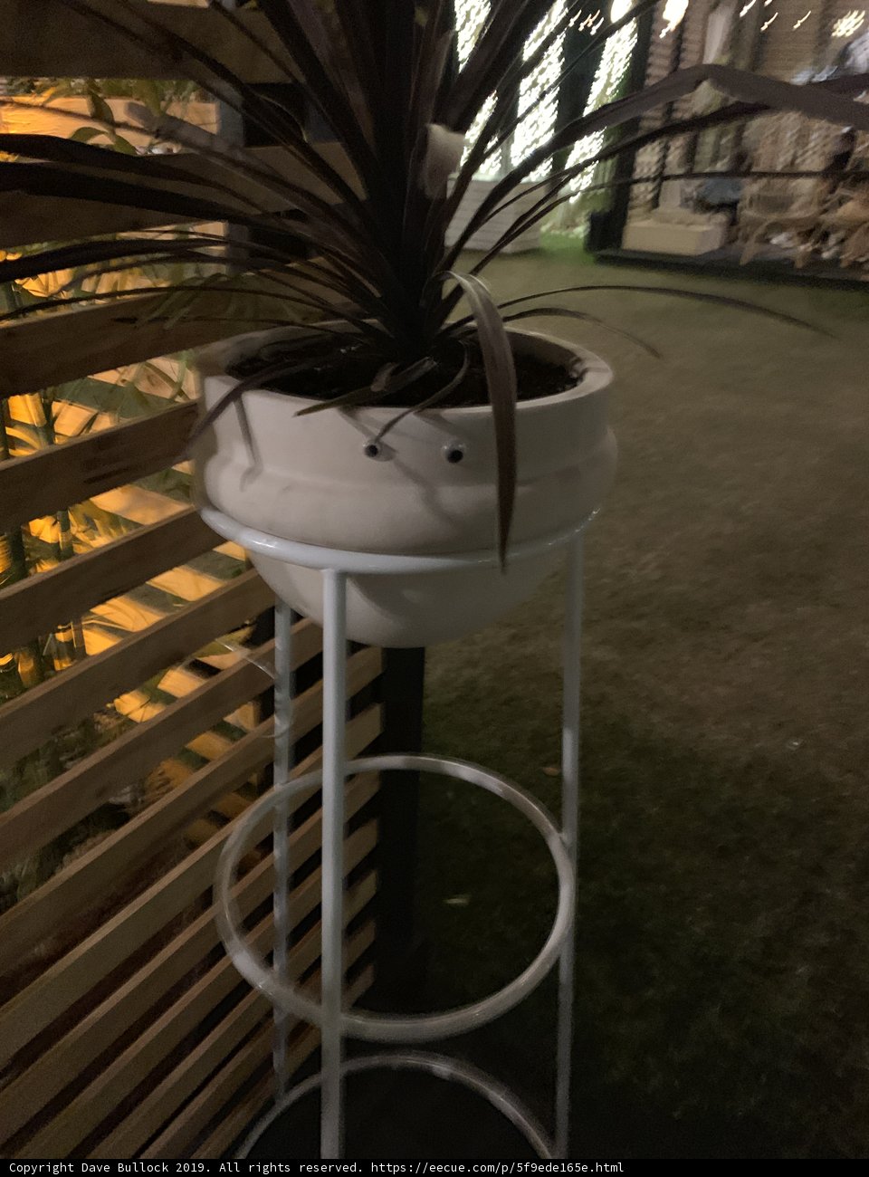 Potted Perfection