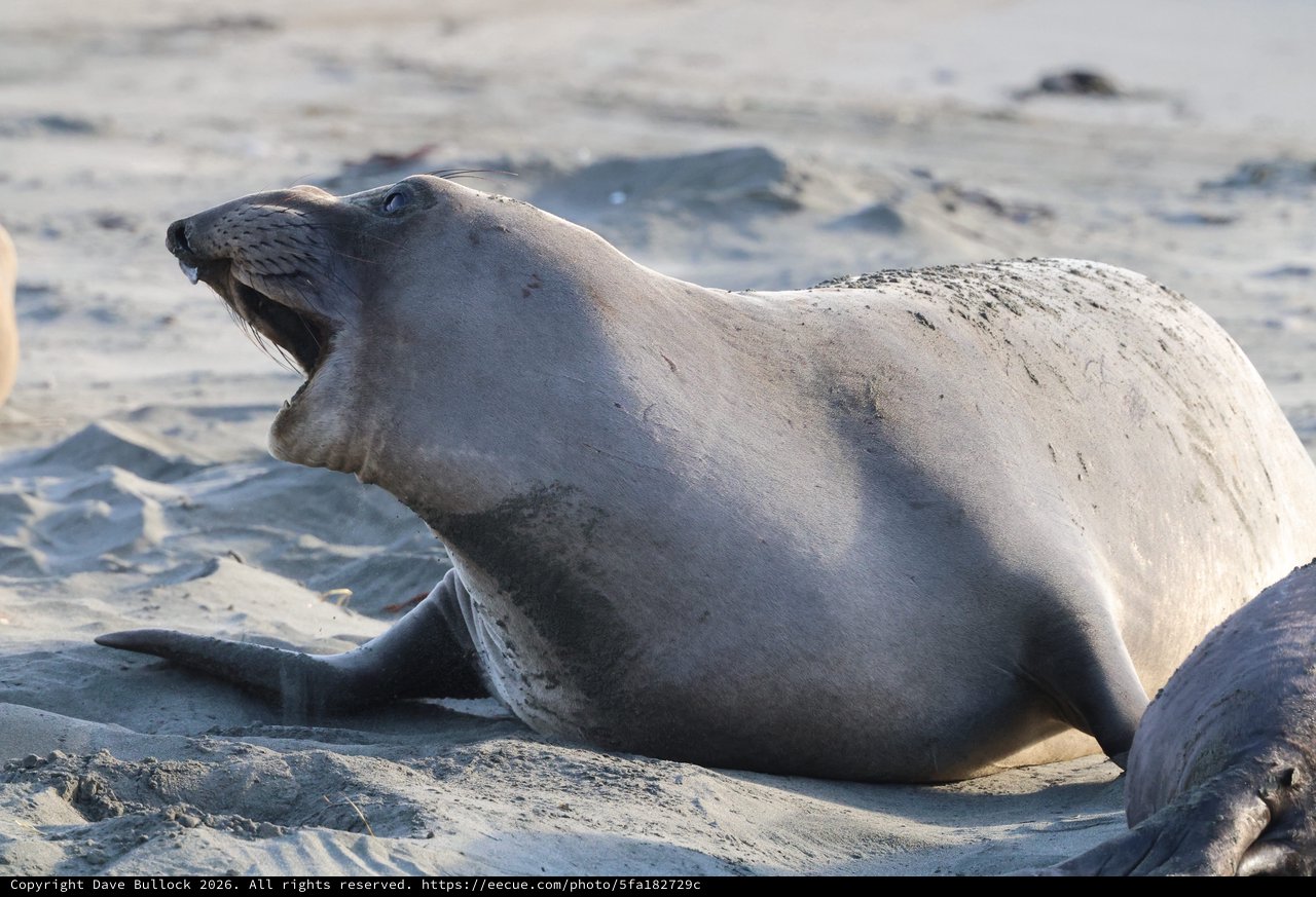 Northern Elephant Seal Vocalizing on Sandy Beach