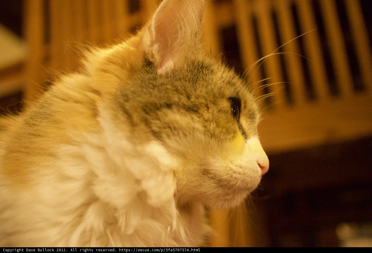 Feline Gaze