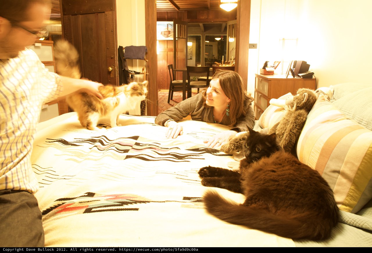 Cozy Evening with Cats on a Patterned Bed