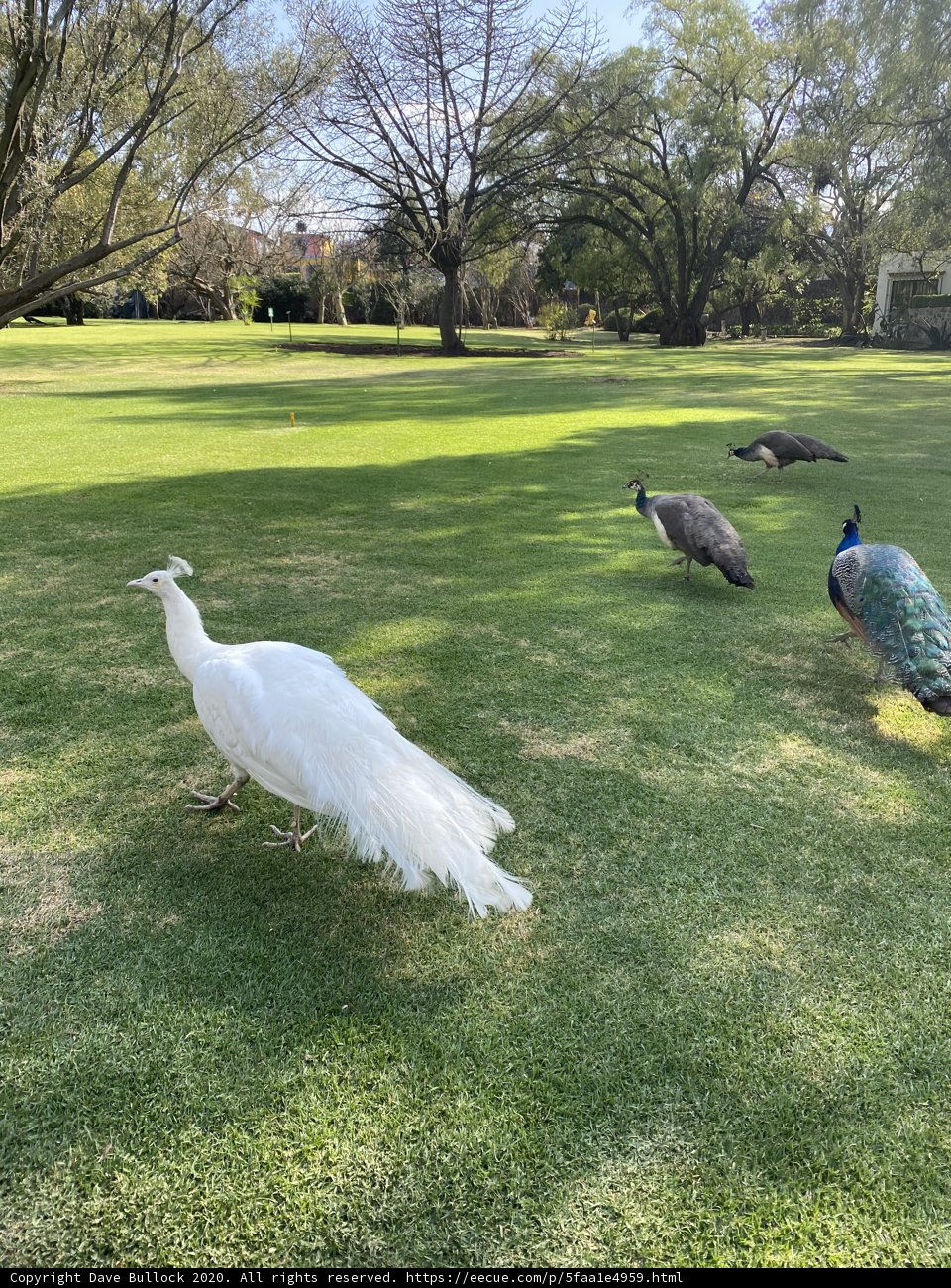 Majestic Birds of Xochimilco