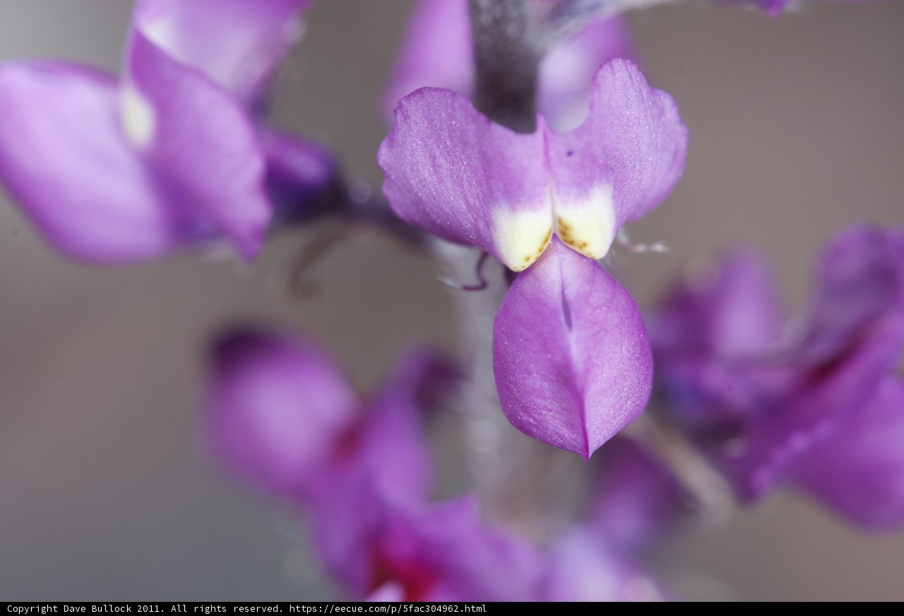 A Close-Up of a Purple Orchid
