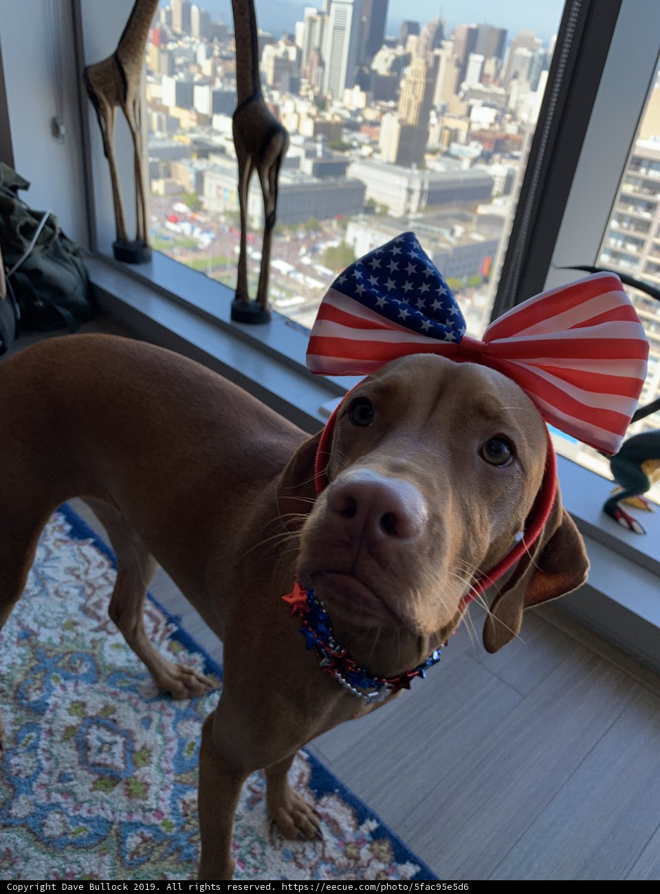 Patriotic Pup