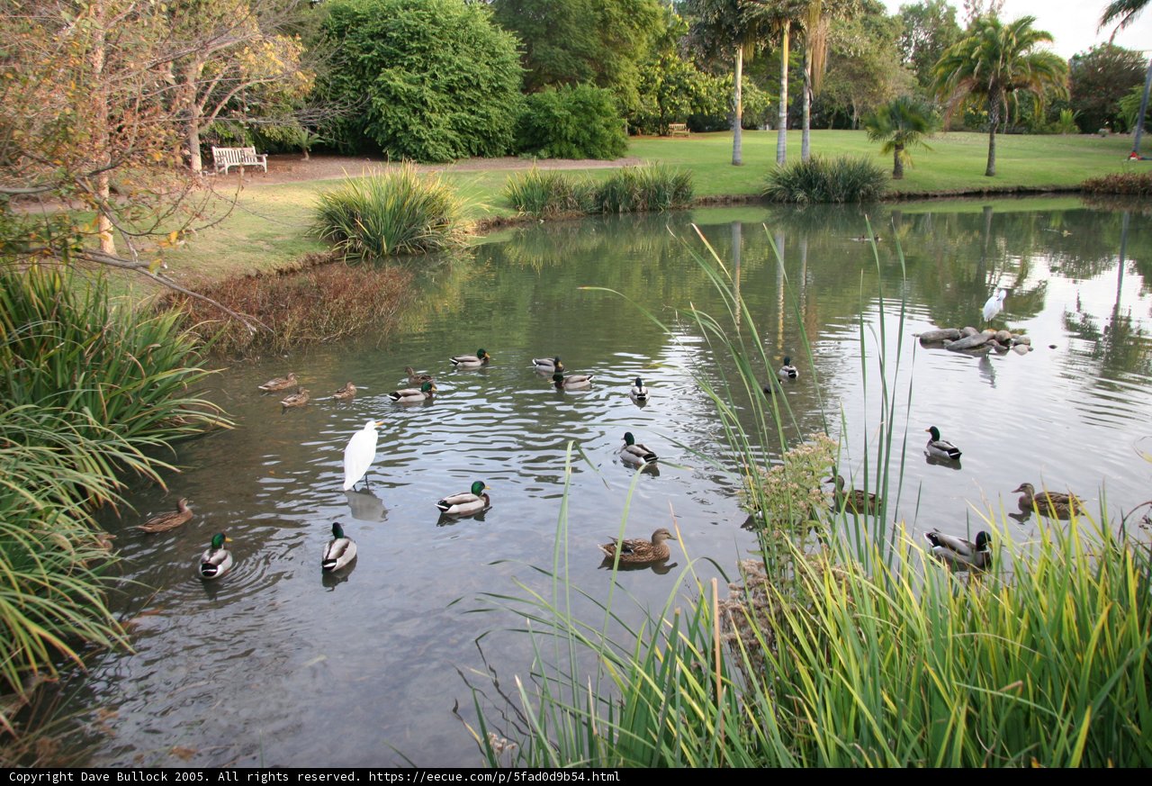 Serenity at the Pond