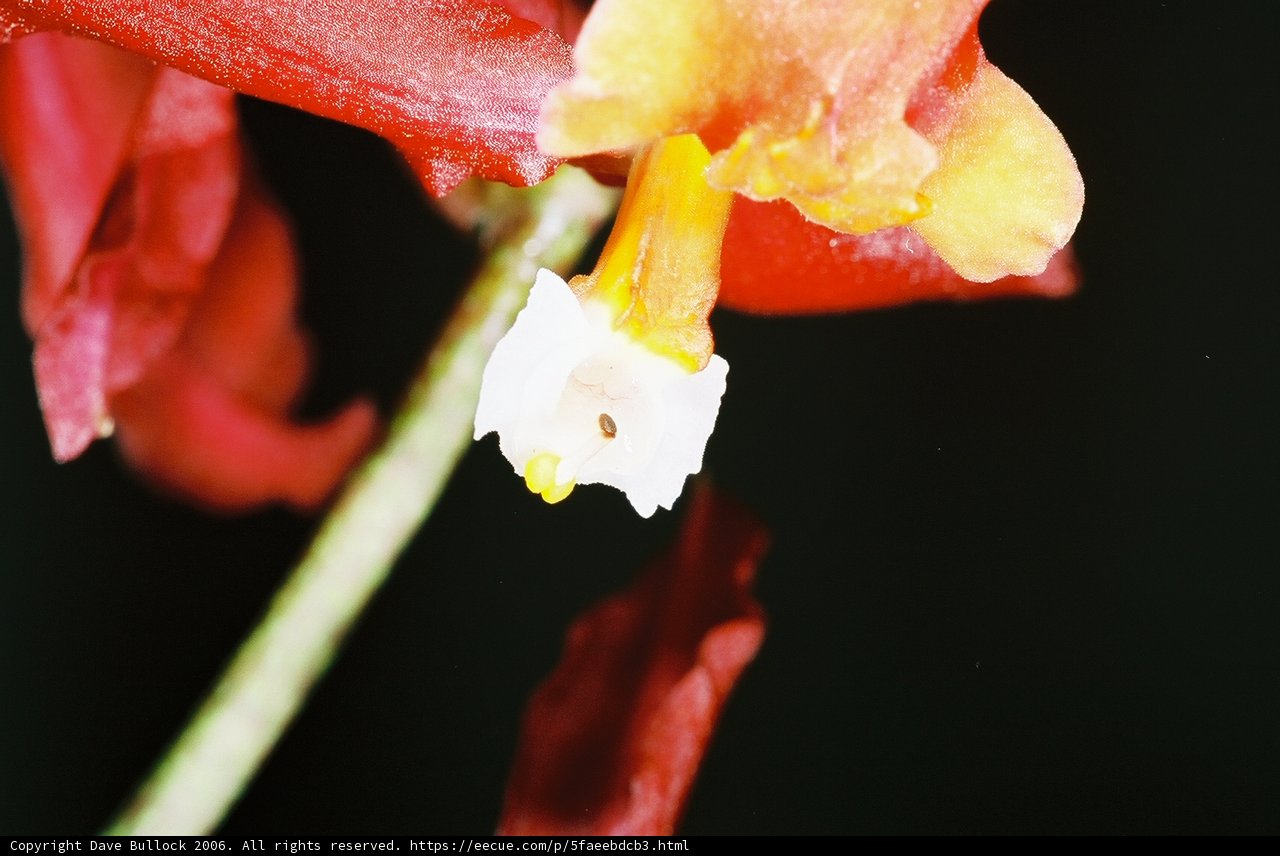 White-Centered Flower Up Close