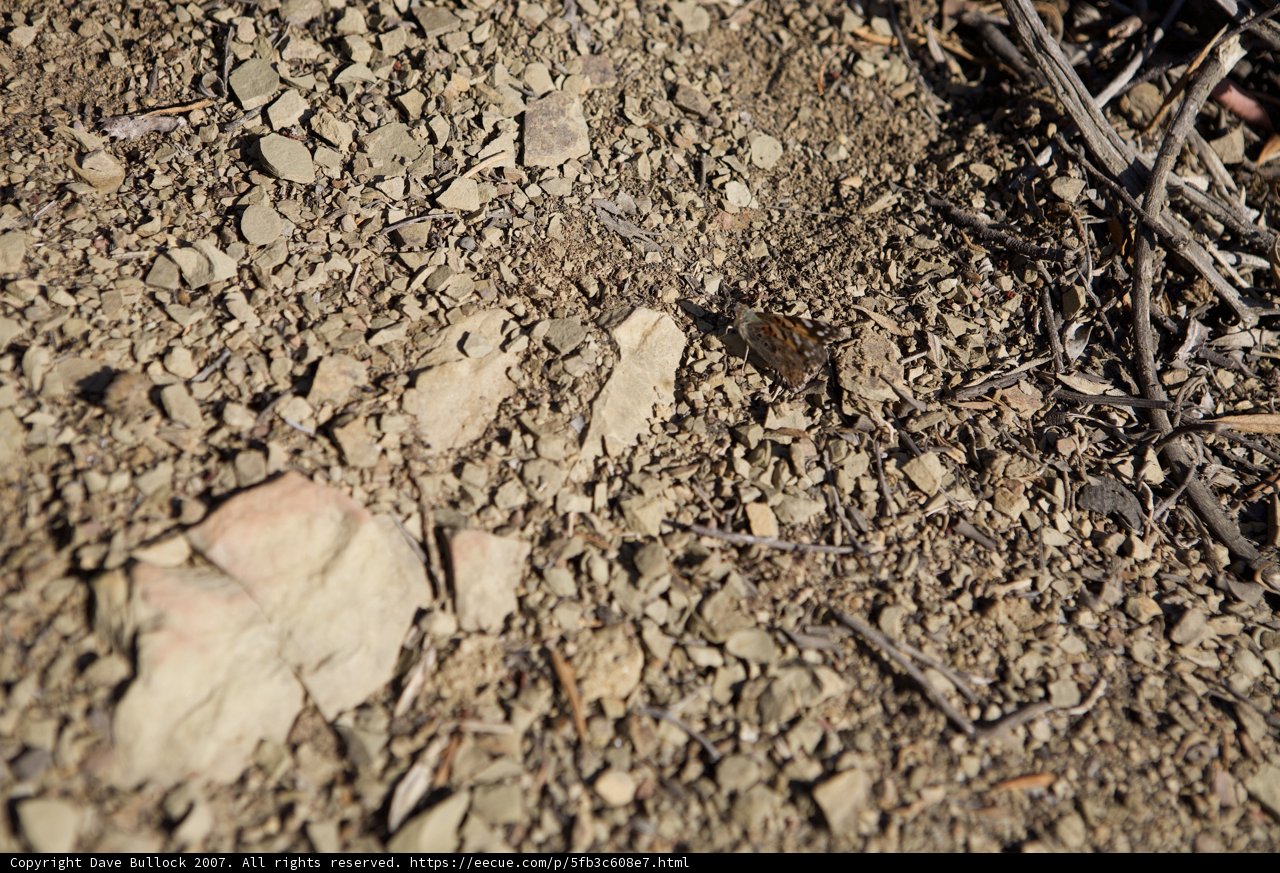 Bug on the Rocky Ground