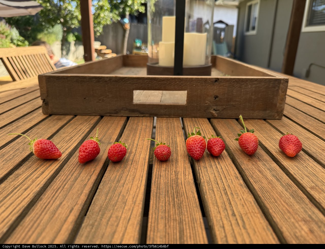 Sunlit Strawberries