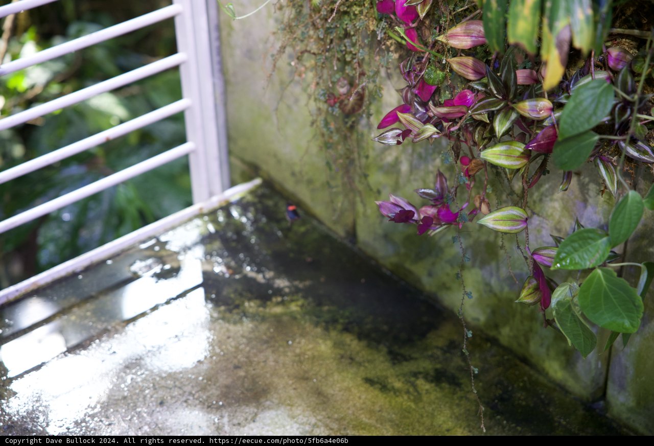 Blossoming Geranium in the Golden State