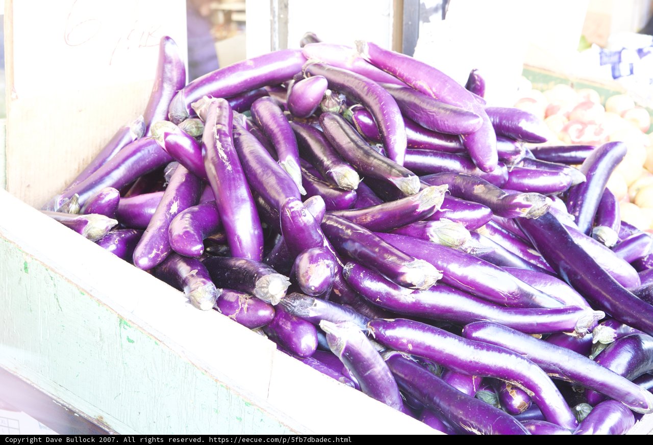 Bountiful Eggplant Harvest