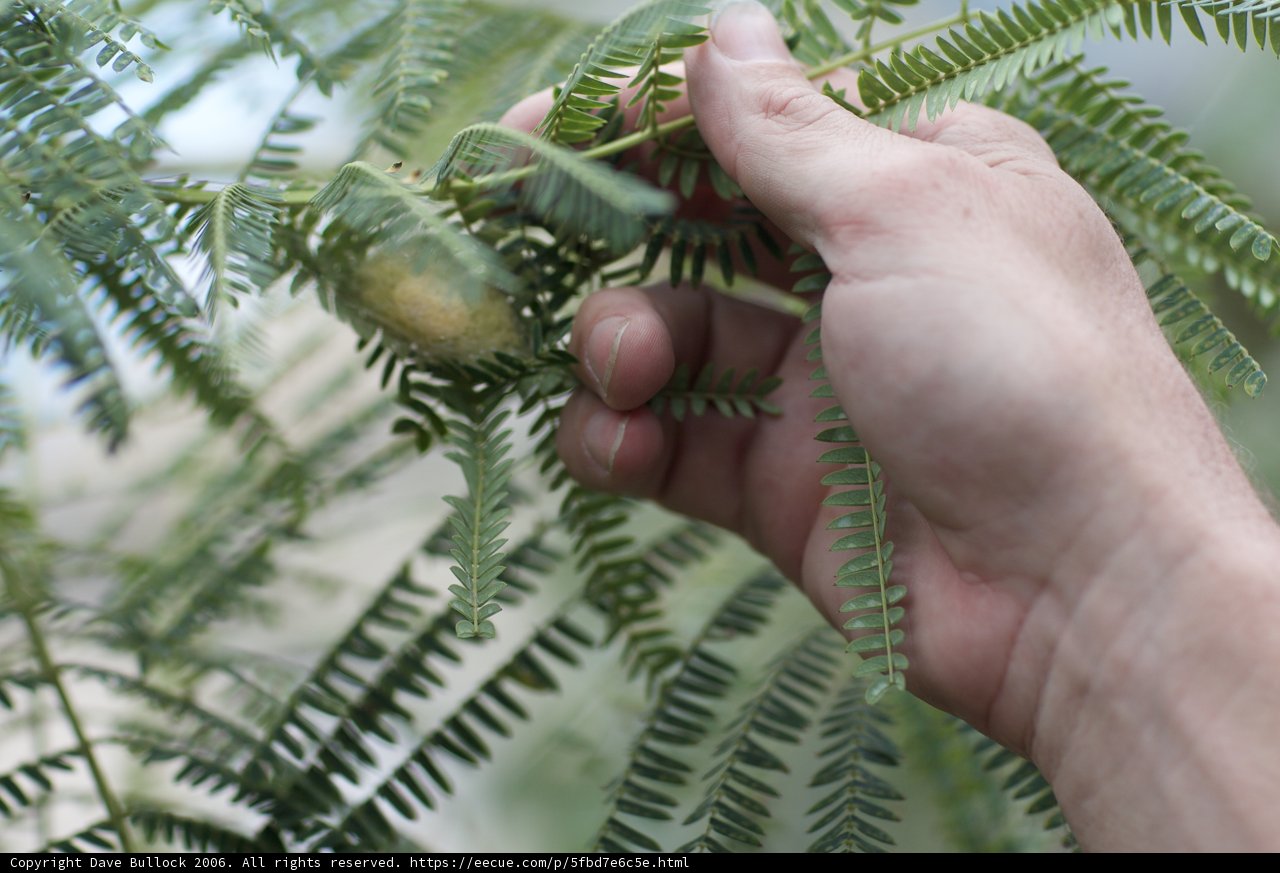 Harvesting Nuts from the Tree