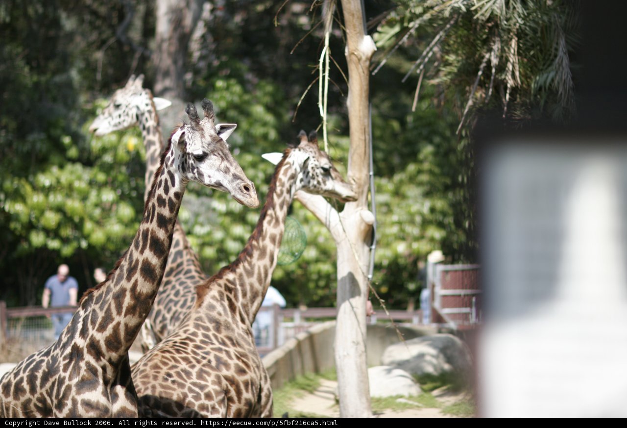 Three Giraffes at the Zoo