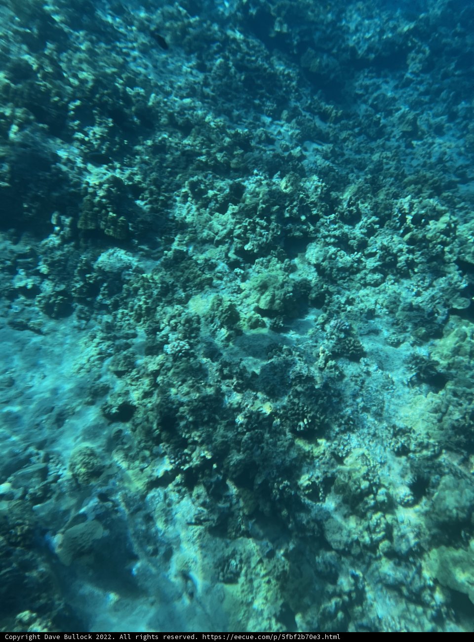 Underwater Paradise in Hawai'i