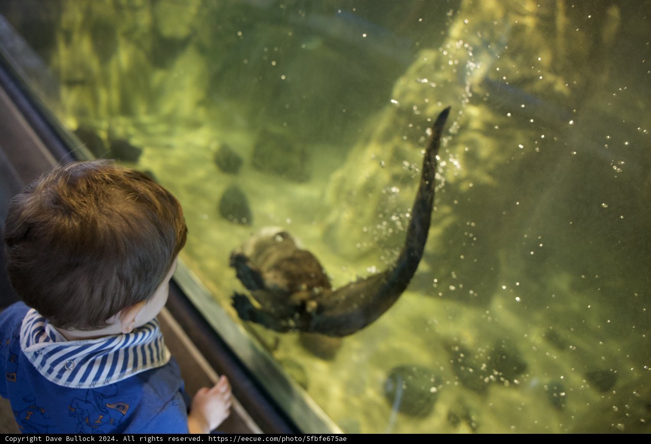 A Curious Encounter at the Aquarium
