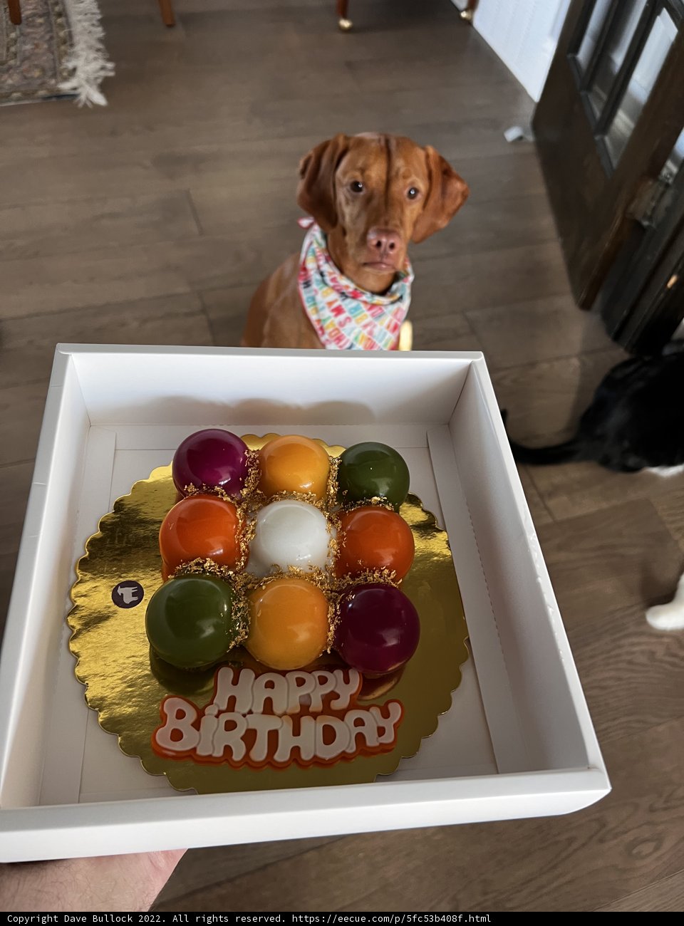 Furry Friend's Birthday Treat