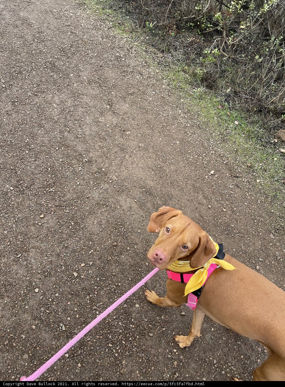 Walking the Dog in Marin Headlands