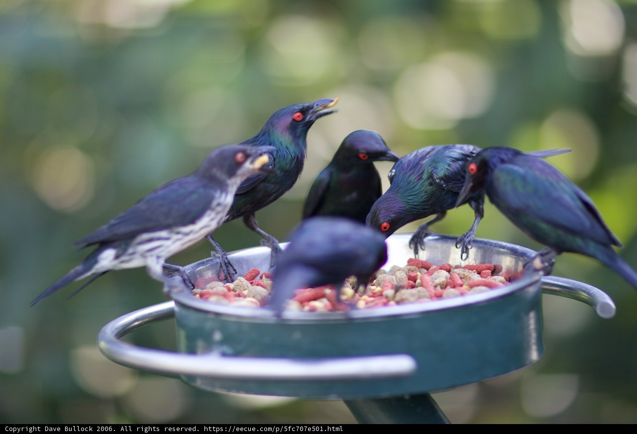 Feasting Flock