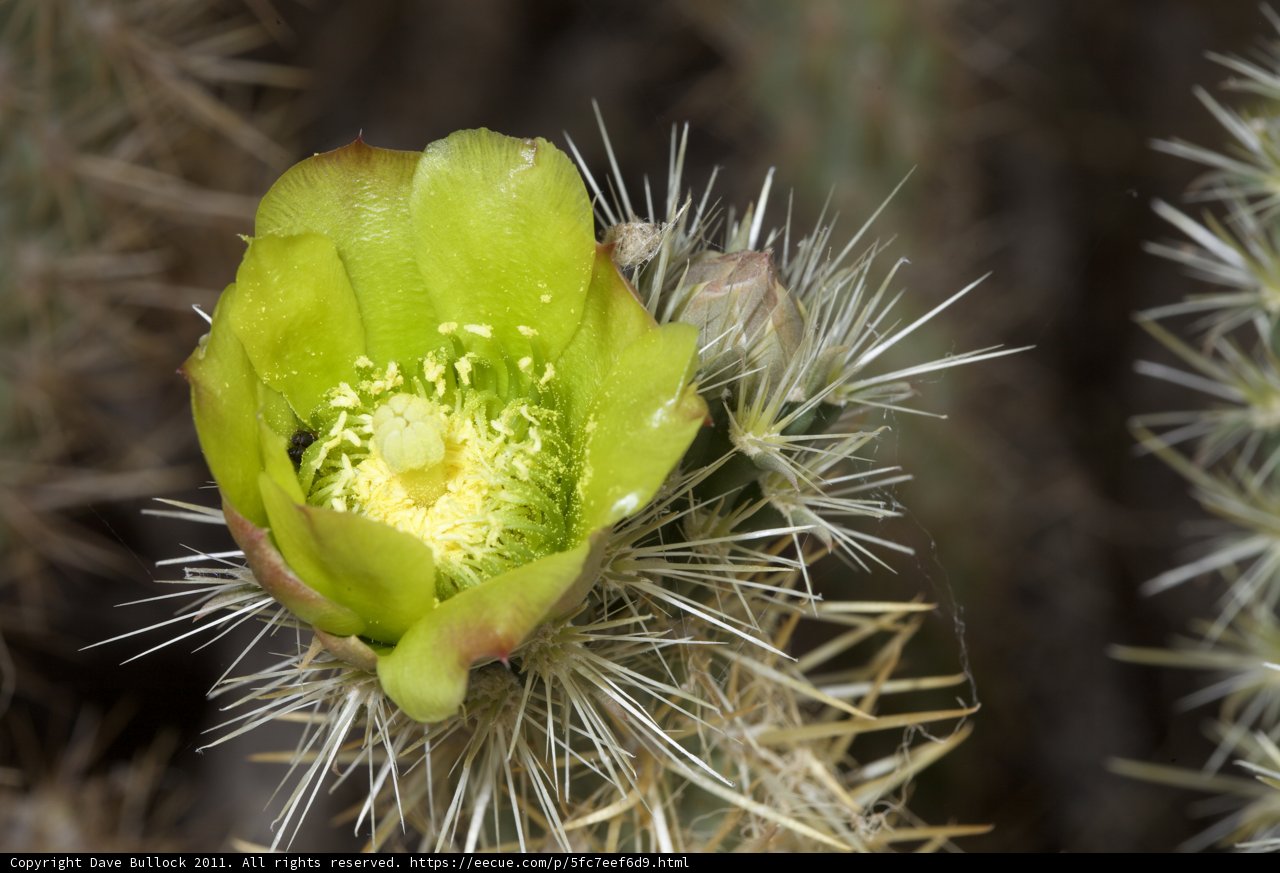 Vibrant Cactus Flower