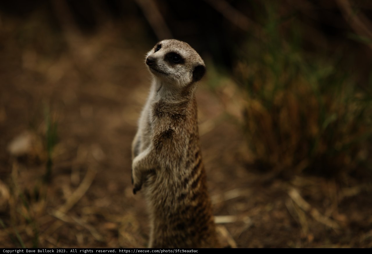 On the Lookout at Oakland Zoo